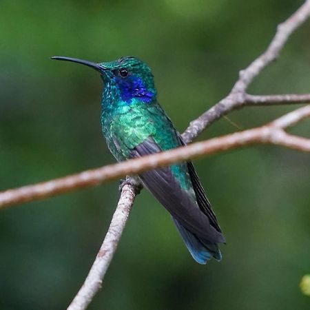 Campo Azul #2 - Монте-Верде Экстерьер фото